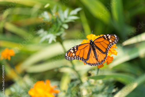 monarch butterfly on a marigold blossom