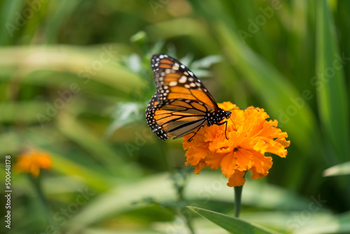 monarch butterfly on an orange marigold flower in the sun © eugen