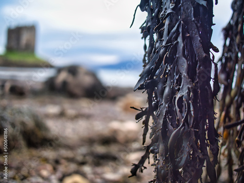 Castle Stalker