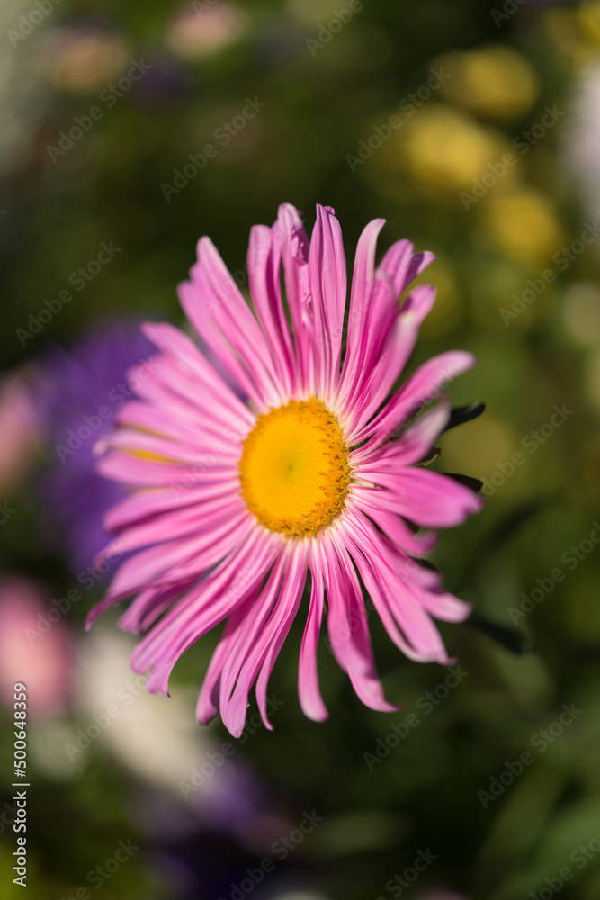 pink aster with yellow center in the sun pink aster with yellow center in the sun