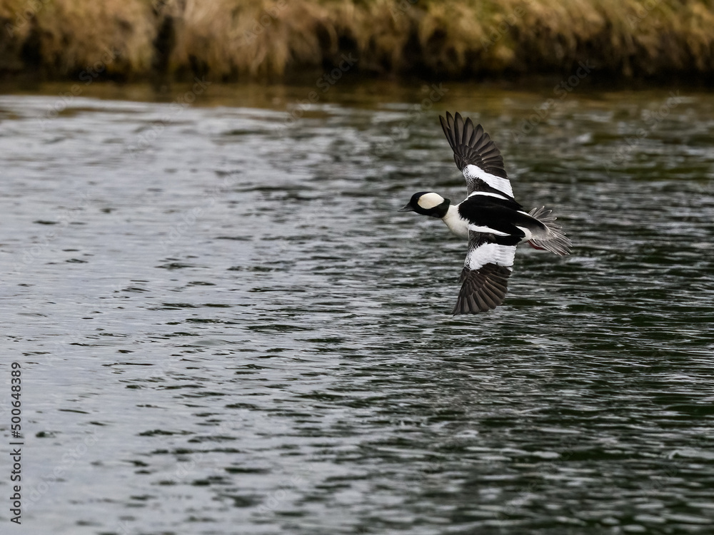 Male Bufflehead in Flight Over Lake in Spring Male Bufflehead in Flight Over Lake in Spring