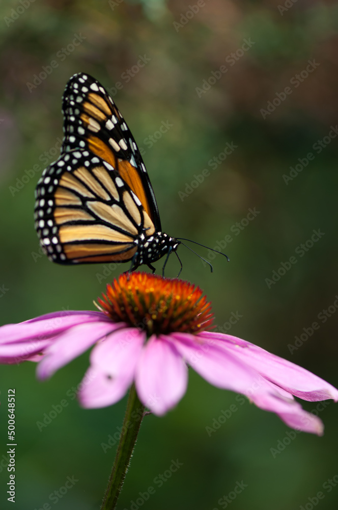 monarch butterfly on pink daisy flower