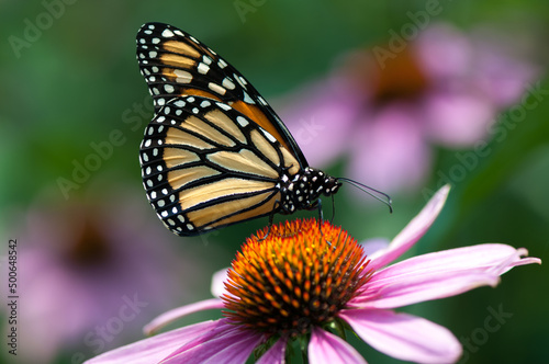 close up of a butterfly on an echinacea blossom © eugen