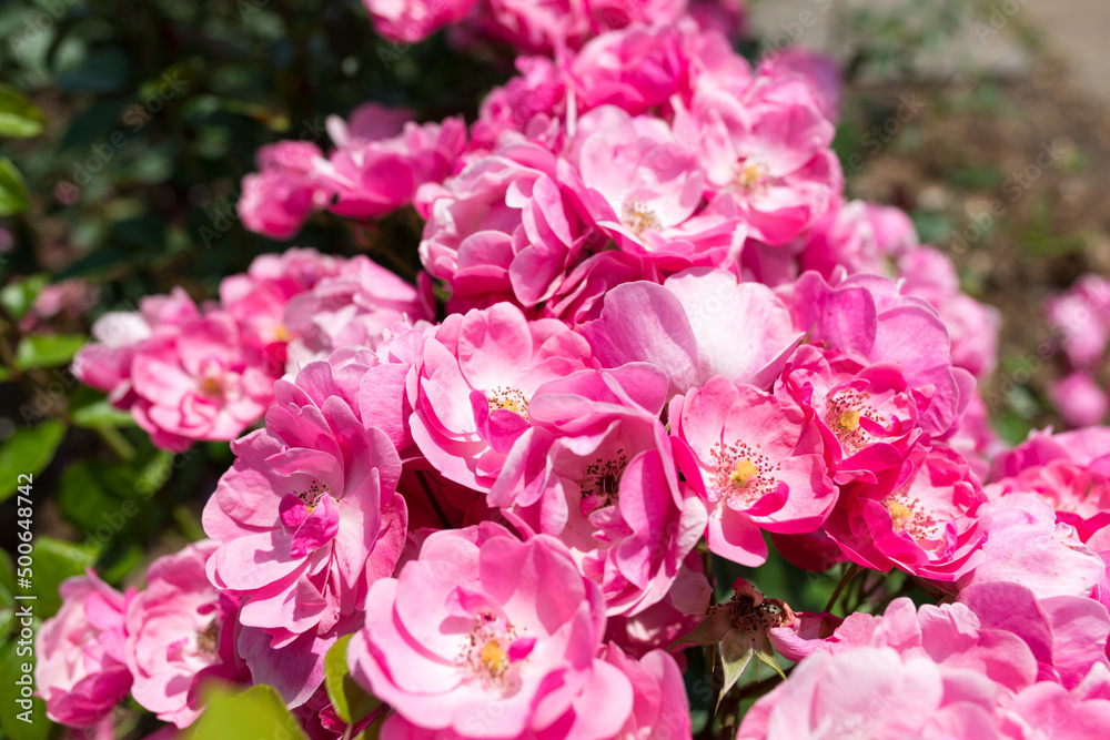 multiple pink flowers in bright sunlight multiple pink flowers in bright sunlight