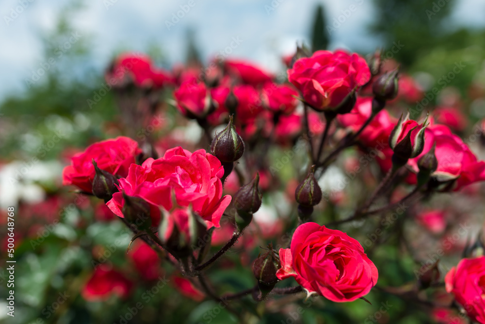 miniature roses and buds