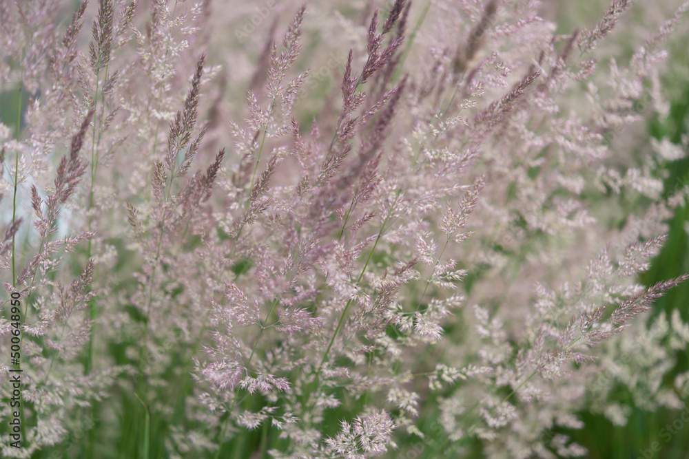 grass seed heads (backgrounds)