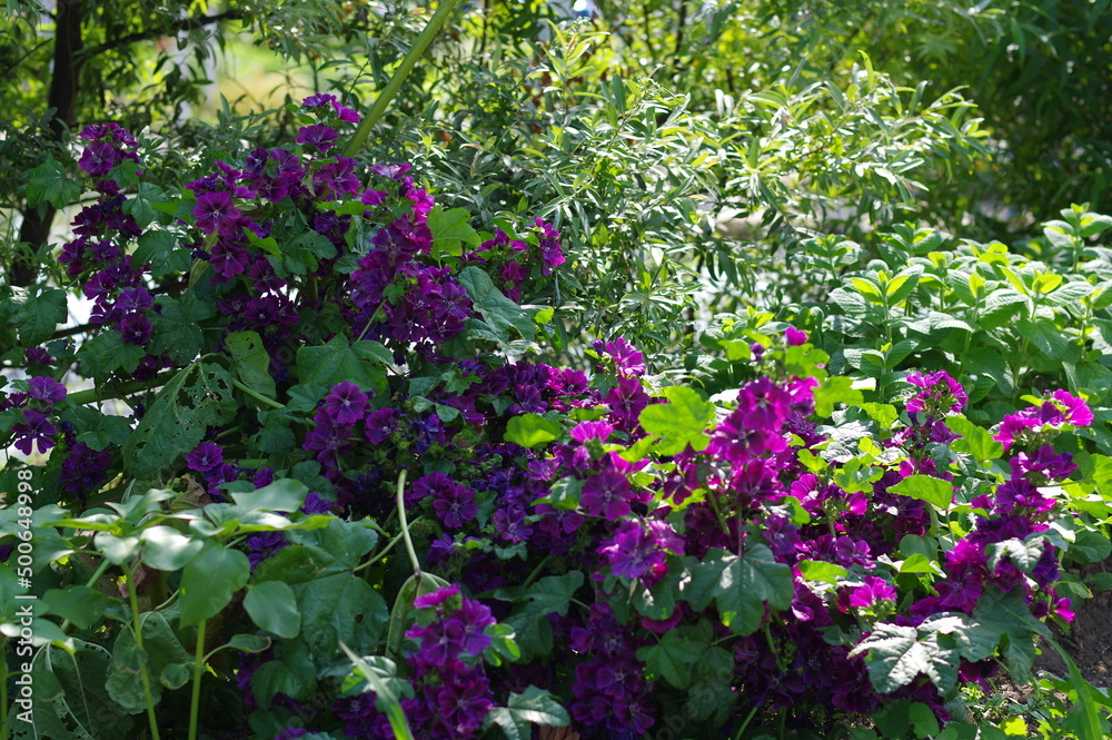 気品ある紫色の花