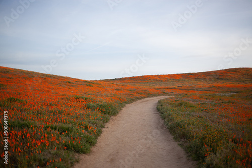 path through poppies