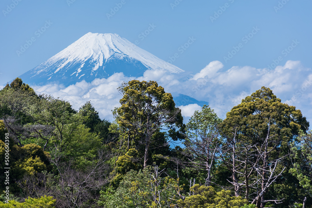 春の伊豆から見る富士山のクローズアップ