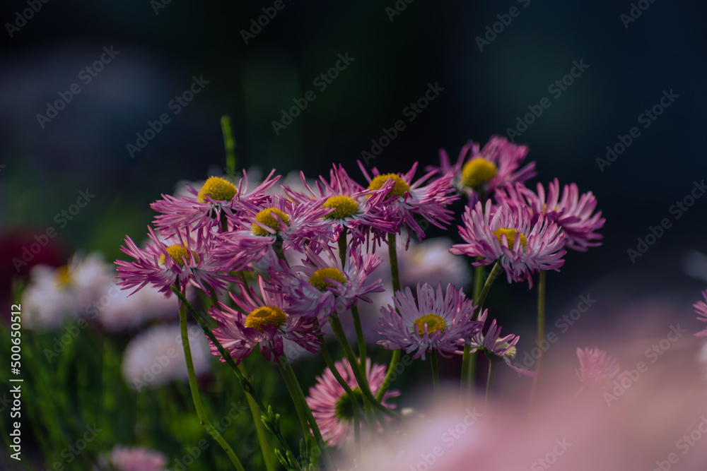 花壇に咲くデイジーの花 花壇に咲くデイジーの花