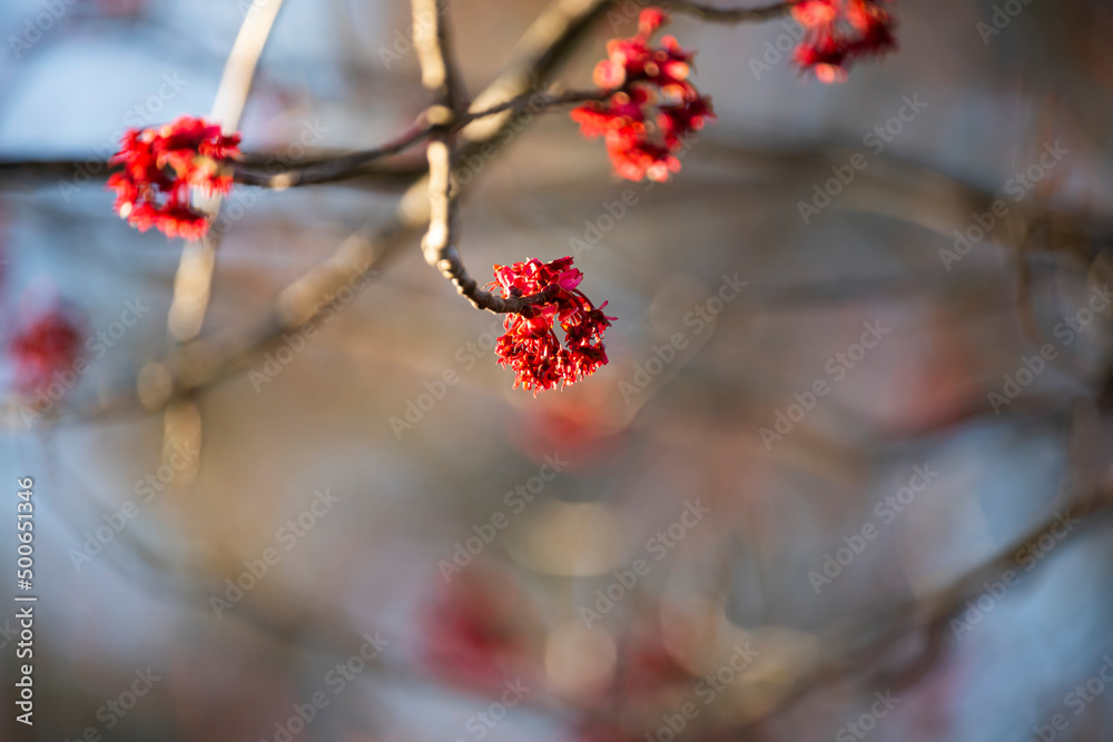 Blooming red maple buds in early spring. Selective soft focus with shallow depth of field