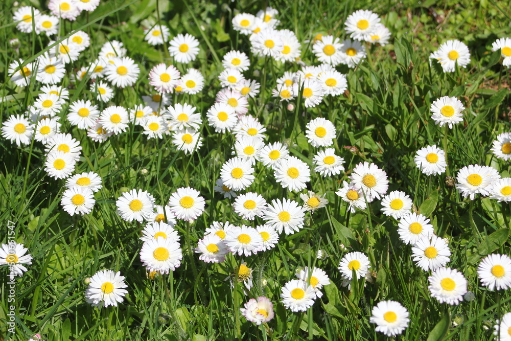Fototapeta premium Field of white and yellow daisies and green fields on a sunny day.