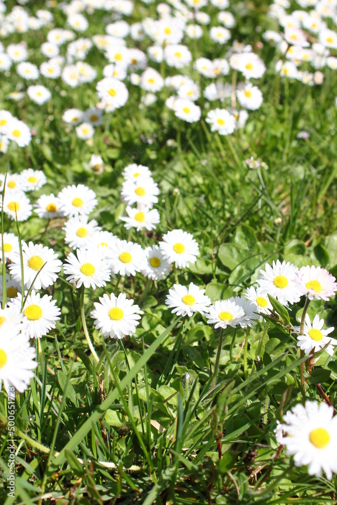 White daisies abound in the United States. White daisies abound in the United States.