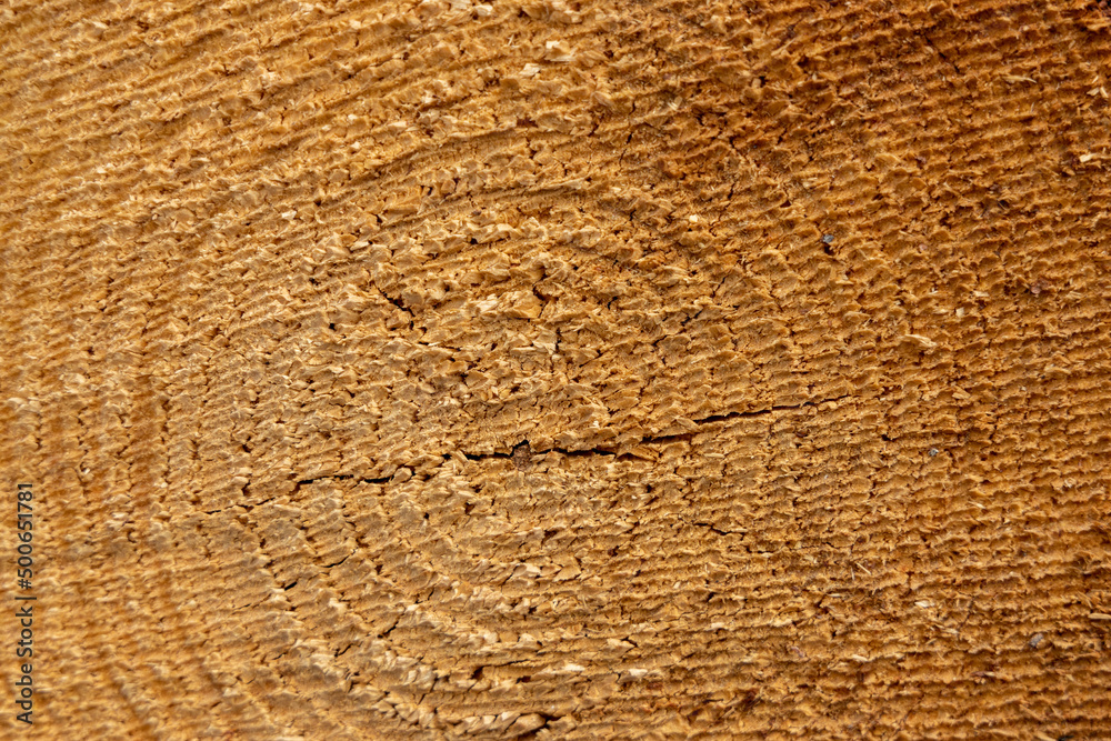 Fototapeta premium A close up of of the saw marks from a freshly cut pine tree on February 20th 2022