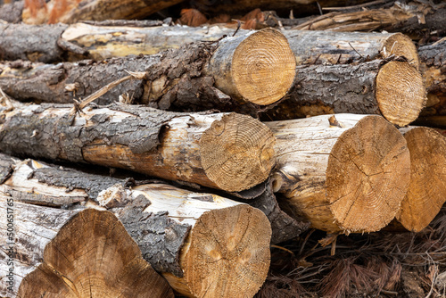A stack of pine trees freshly cut in South Australia on February 20th 2022