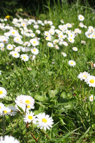Little white daisies grow in a green field on a hot day in Canada.