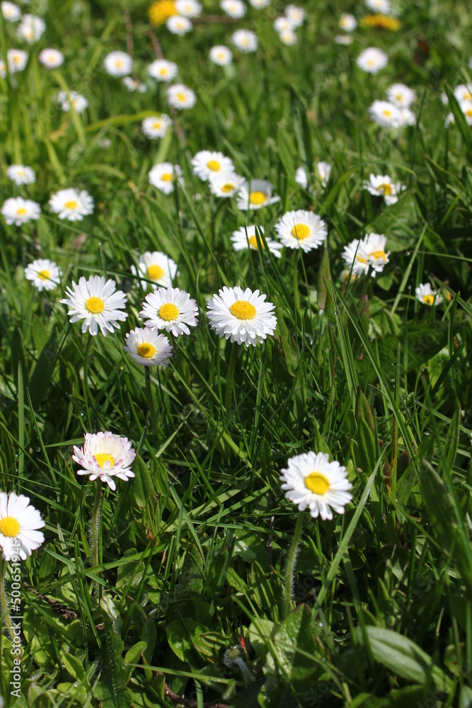 Field of white daisies and green fields in spring Field of white daisies and green fields in spring
