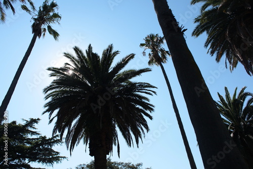 St Kilda Palm Trees