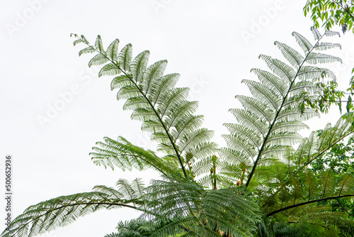 Fototapeta Naklejka Na Ścianę i Meble -  奄美の植物