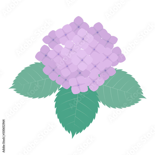 紫陽花のイラスト　梅雨　アジサイ