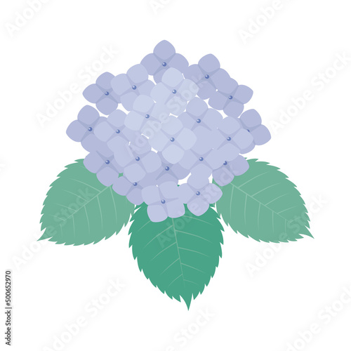 紫陽花のイラスト　梅雨　アジサイ