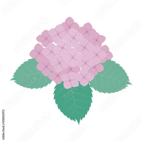 紫陽花のイラスト　梅雨　アジサイ
