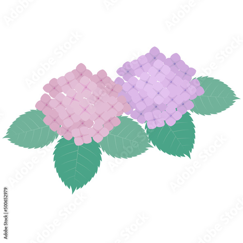 紫陽花のイラスト　梅雨　アジサイ