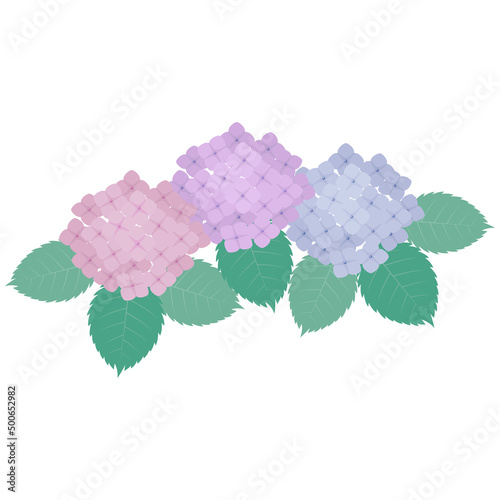 紫陽花のイラスト　梅雨　アジサイ