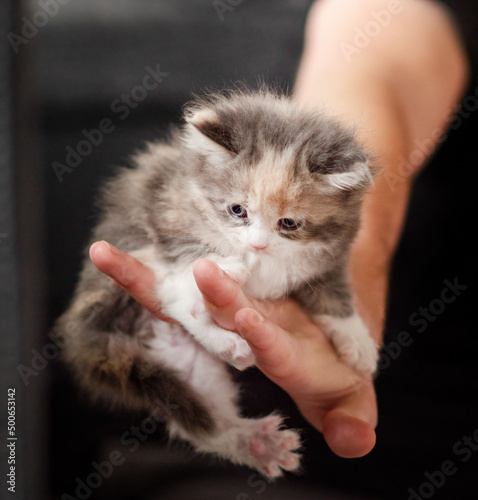 Cute Maine Coon Kitten Portrait