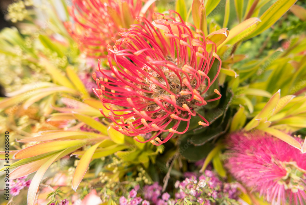 Australian native flowers at a farmers market close up
