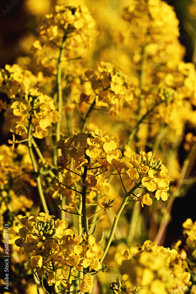 Fototapeta premium 春 菜の花