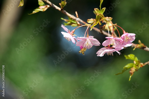 桜とミツバチ