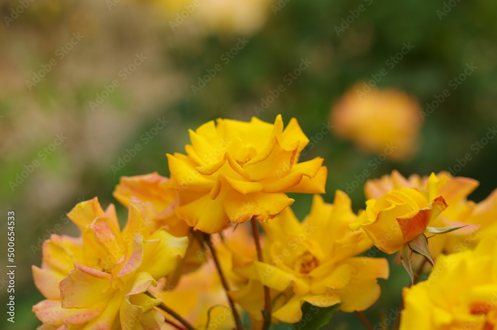 Obraz premium 太陽の光を浴びて咲き誇るバラ園の気品漂う黄色い薔薇の花