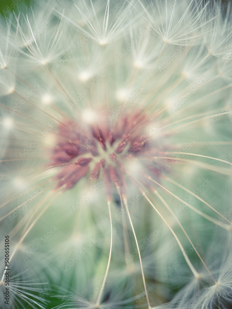 Small parts of nature create a nice design. It soothes my heart. Small parts of nature create a nice design. It soothes my heart.