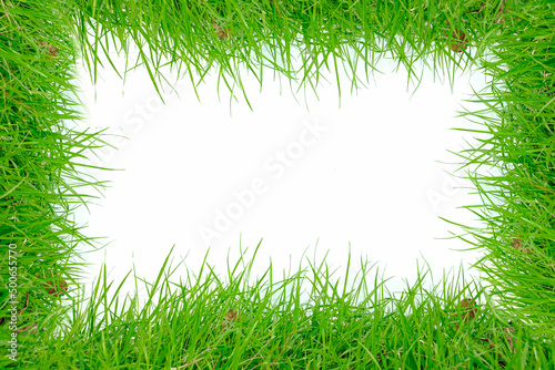 natural green grass There is an empty space frame on a white background.