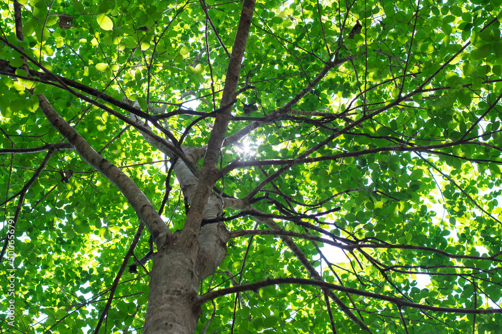 Fototapeta premium forest leaves sunlight nature beautiful peaceful pure