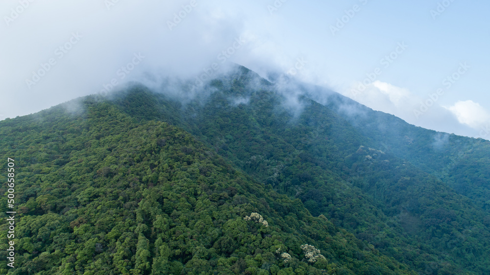 Drone aerial view of green forest with flowering castanopsis fissa trees in spring Drone aerial view of green forest with flowering castanopsis fissa trees in spring