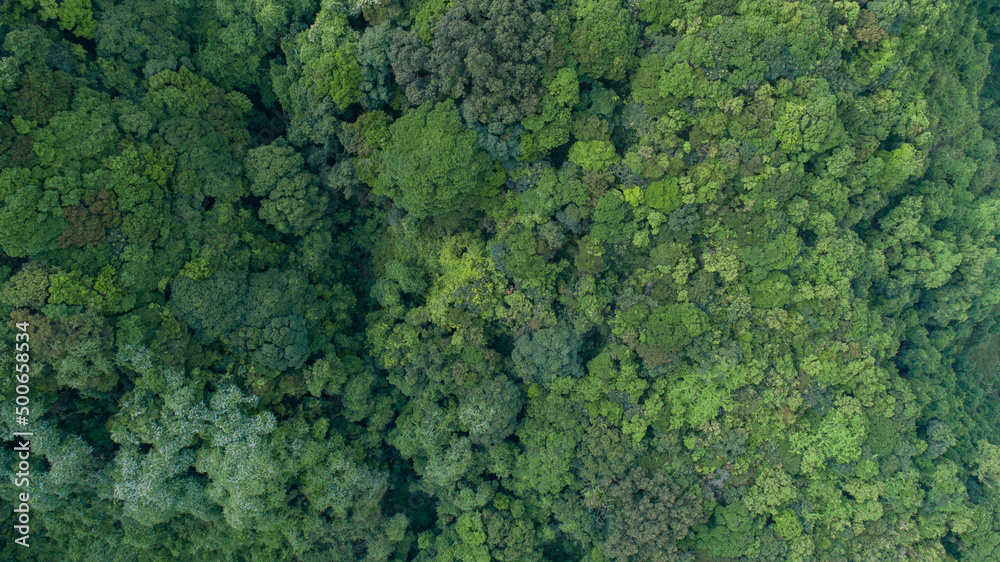 Drone aerial view of green forest in spring Drone aerial view of green forest in spring