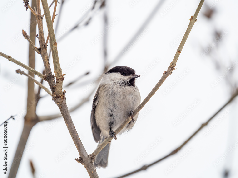Cute bird the willow tit, song bird sitting on a branch without leaves in the winter. Cute bird the willow tit, song bird sitting on a branch without leaves in the winter.
