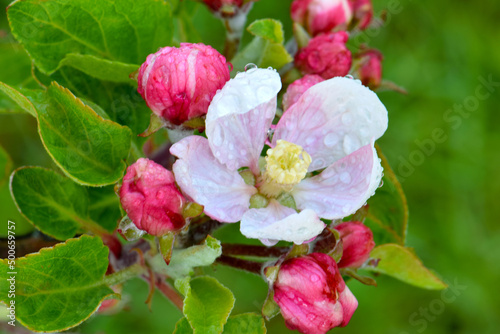 Apple Blossom Waterdrop 03