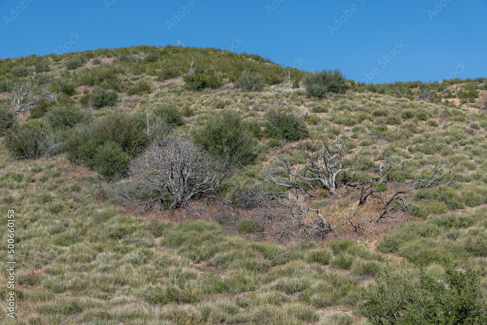 Burnt trees at the Antelope Valley Poppy Reserve, Lancaster, California