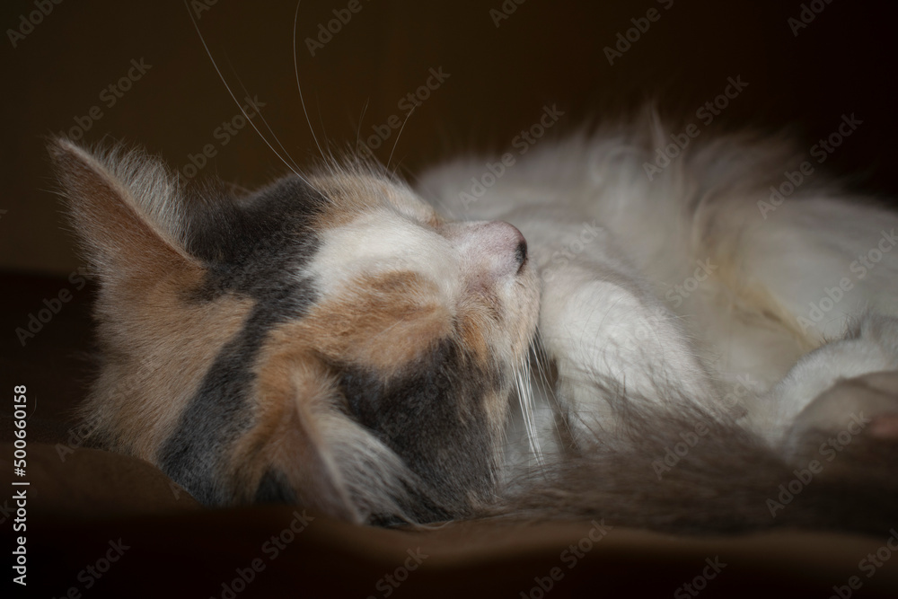 kittens posing for a photo session while resting on an autumn day inside the house kittens posing for a photo session while resting on an autumn day inside the house