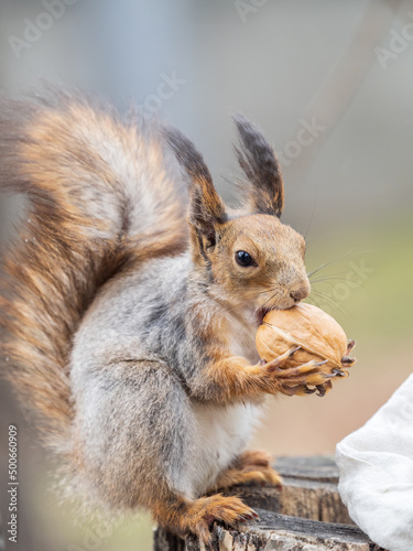 A squirrel with a nut sits on a stump in spring or summer.