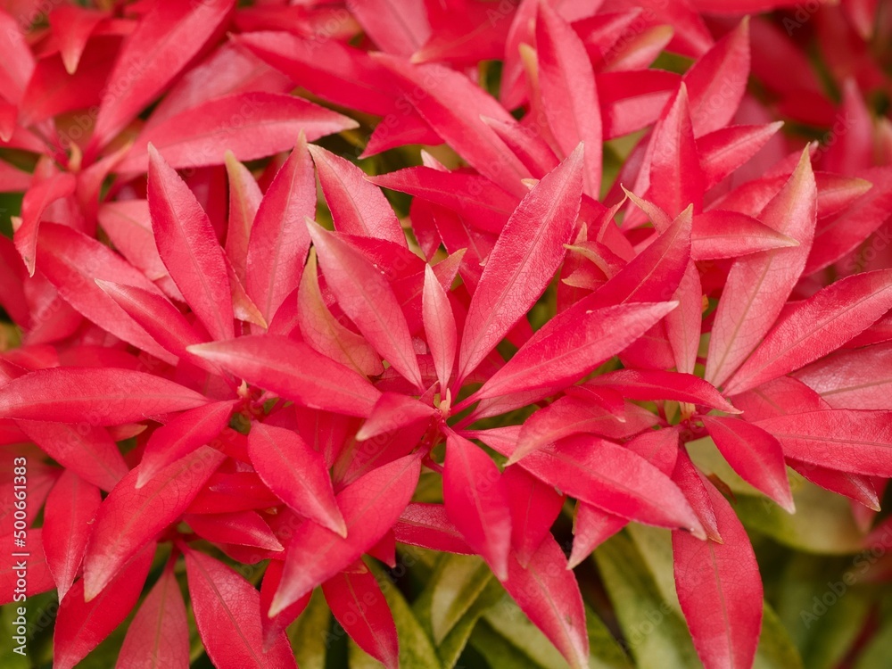 Pieris 