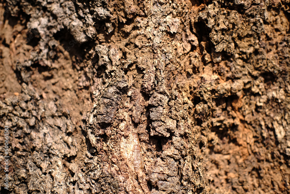 Tree bark texture and background. Plants bark abstract in nature Tree bark texture and background. Plants bark abstract in nature