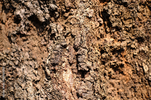 Tree bark texture and background. Plants bark abstract in nature