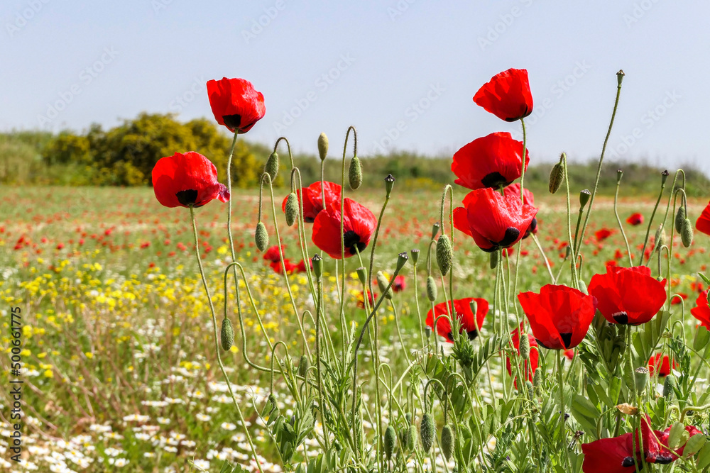View of a meadow with red poppies and white daisies. Soft Focus