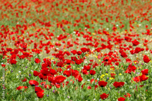 View of a meadow with red poppies and white daisies. Soft Focus