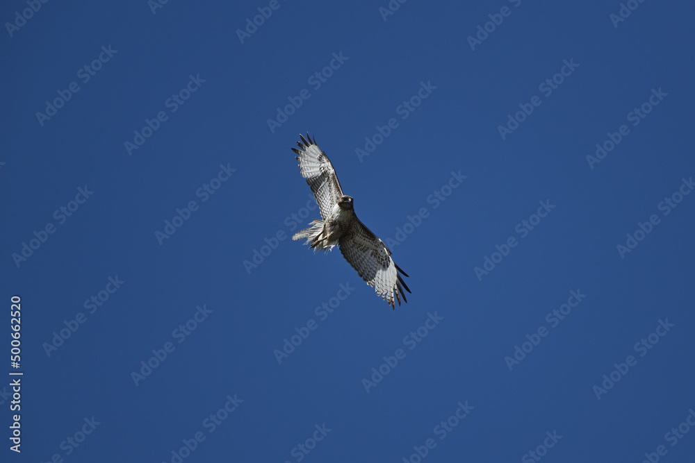 Obraz premium Hawk in the Sky