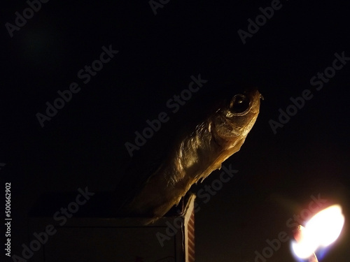 Random fish dark